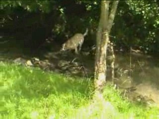 Gino patauge dans l'eau