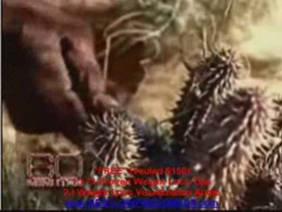 HOLLYWOOD -DIRTY DIET SECRETS lose weight fast With Hoodia