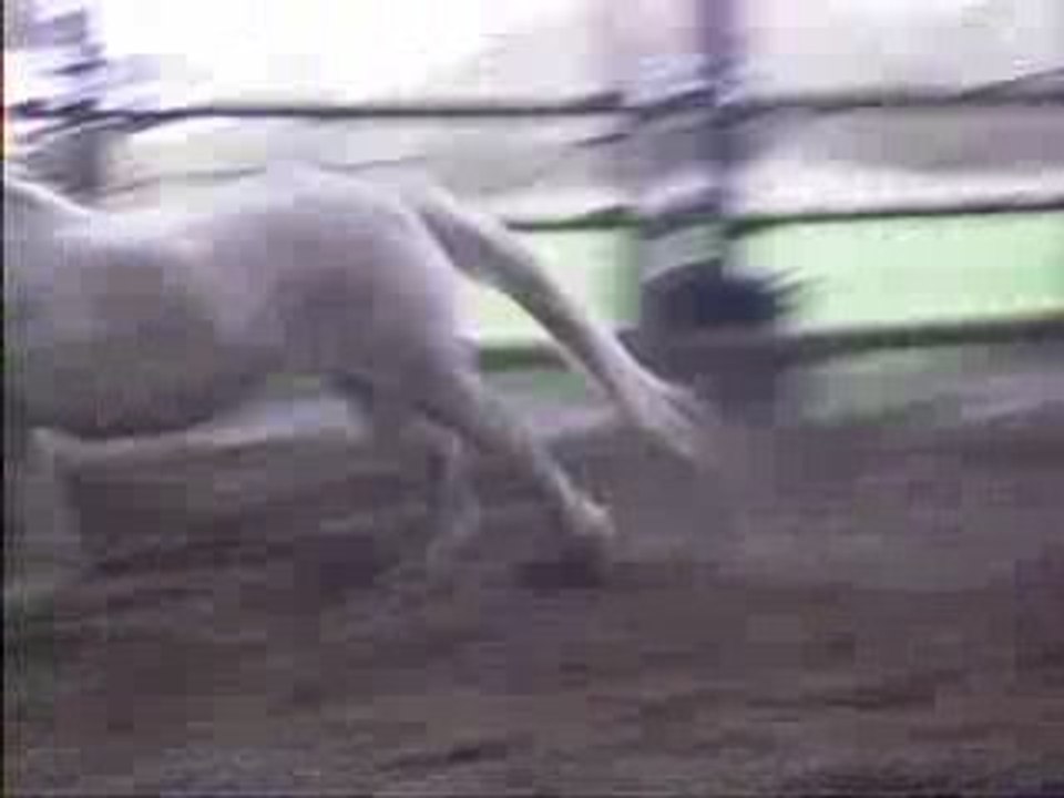 eux au galop ds le manège