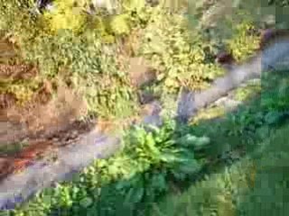 wheeling en 600 bandit (2)