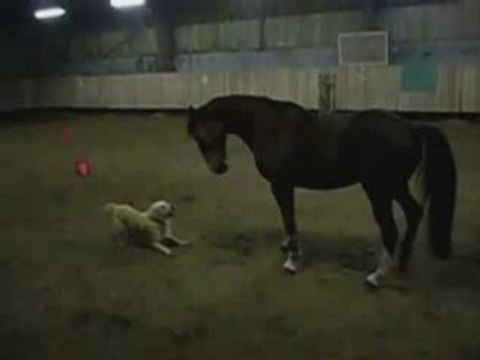 Junot vs Vador: un combat de titans... ou pas.