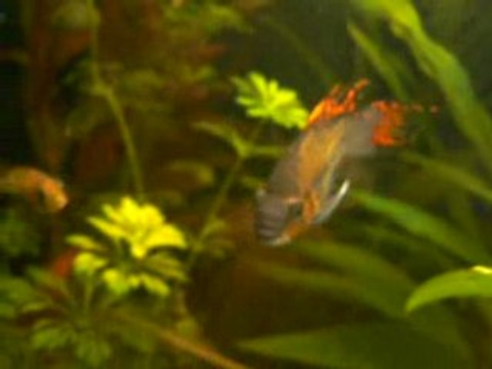 preparation du nid cacatuoides