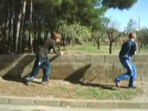 1º sampler king traceurs