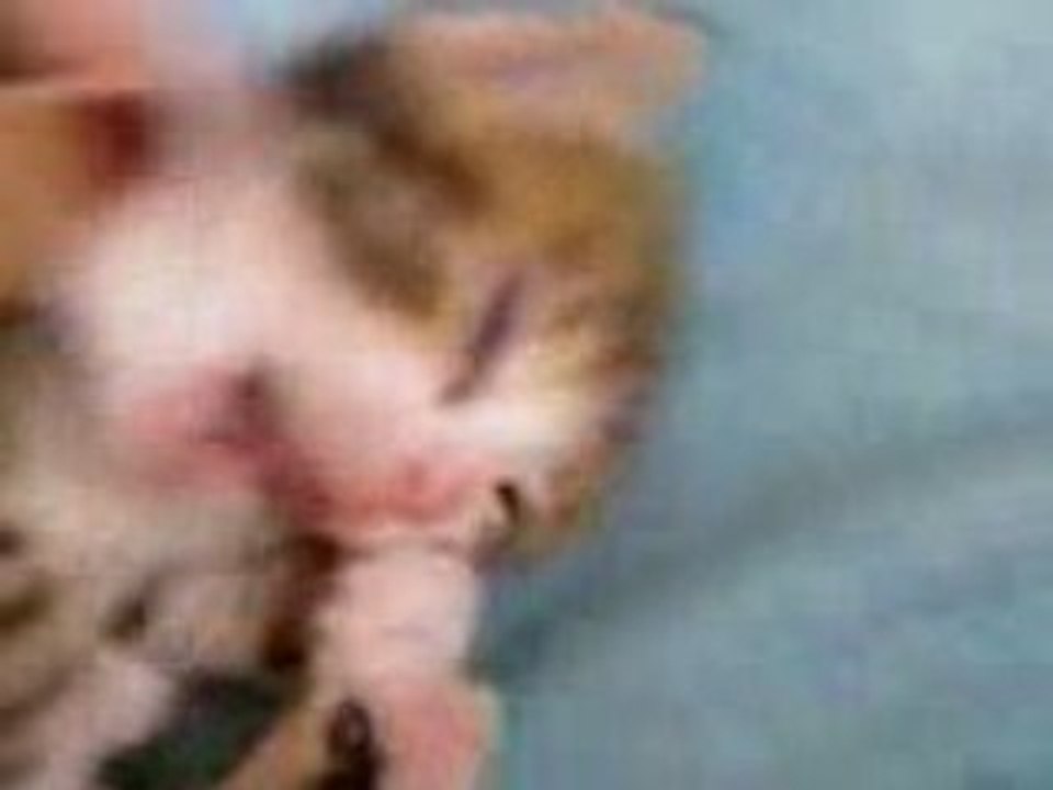 chatton