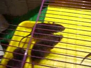 rat (cage)