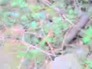 partie d'airsoft au moulin