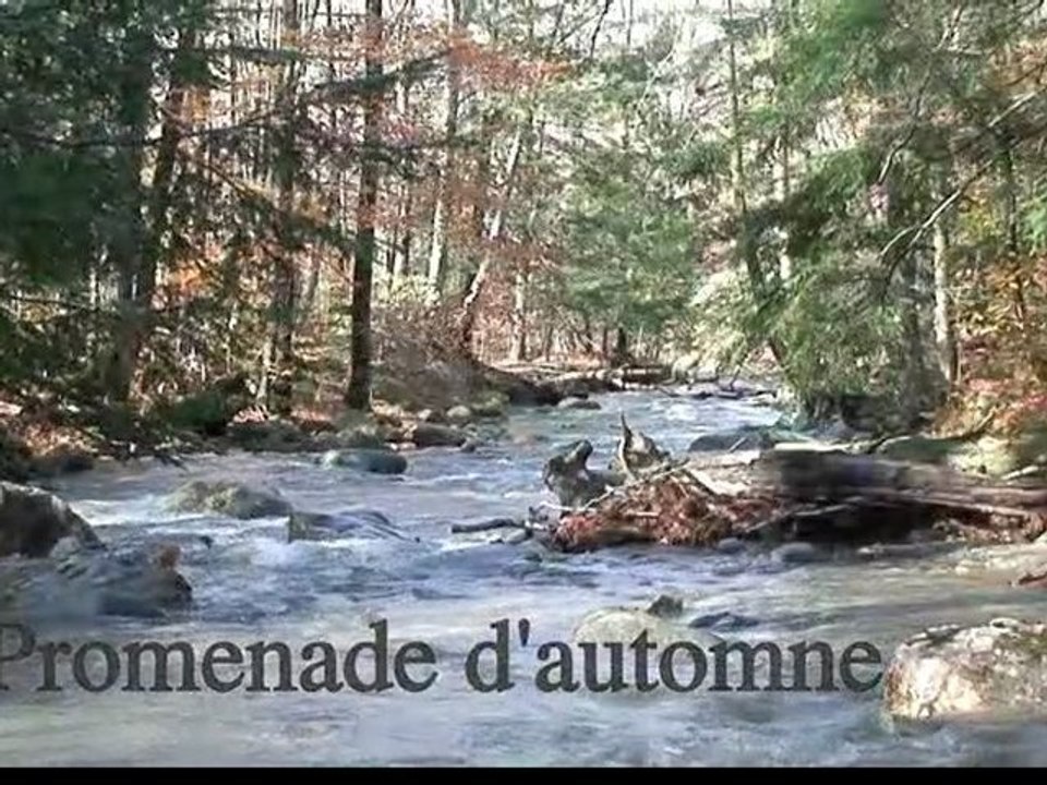 Promenade d'automne (Mark Pinkus)