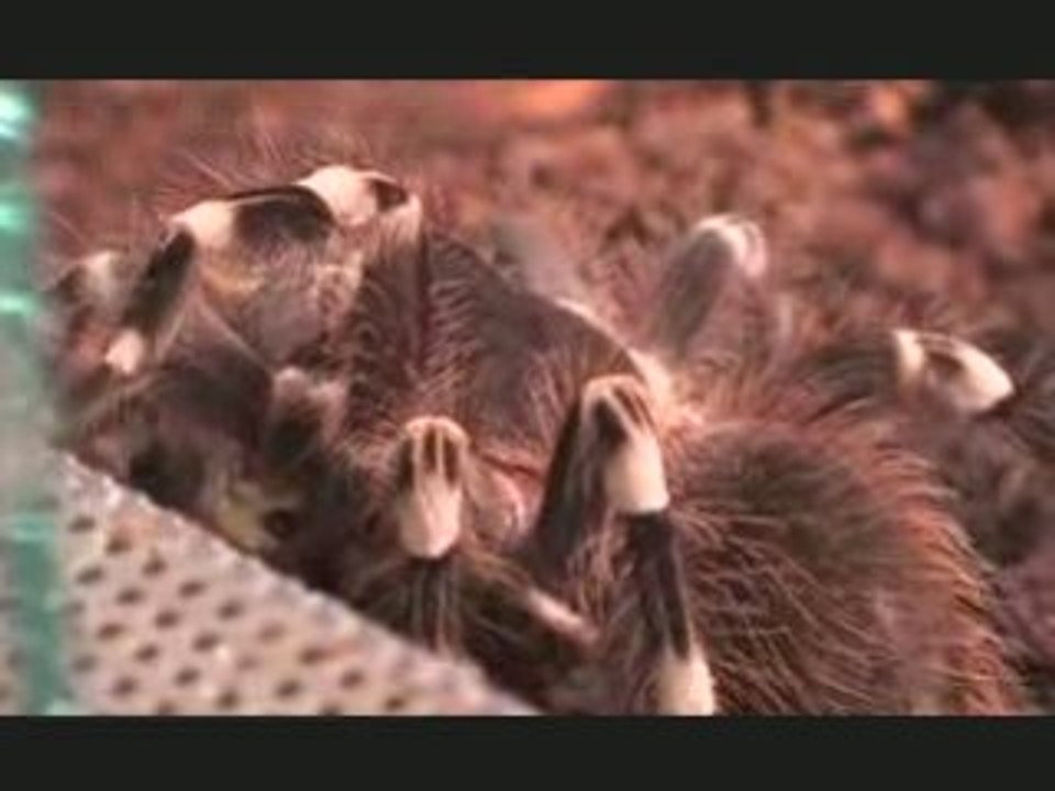 Acanthoscurria geniculata