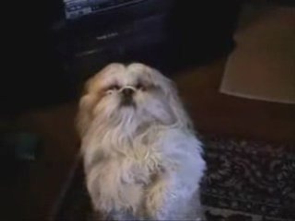 Smart Dog