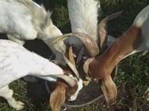 Tim's Flip Cam Clutter :: Jive Goats