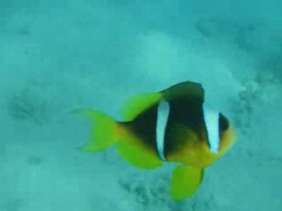NEMO ET SES AMIS