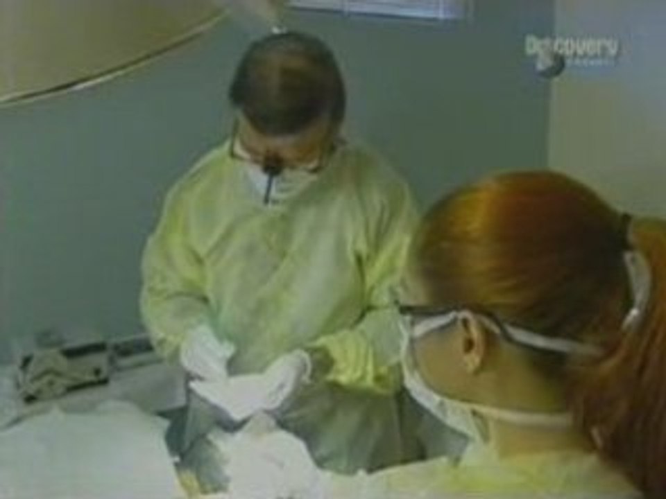 Discovery Channel - The Bald Truth, www.luigiuomo.com