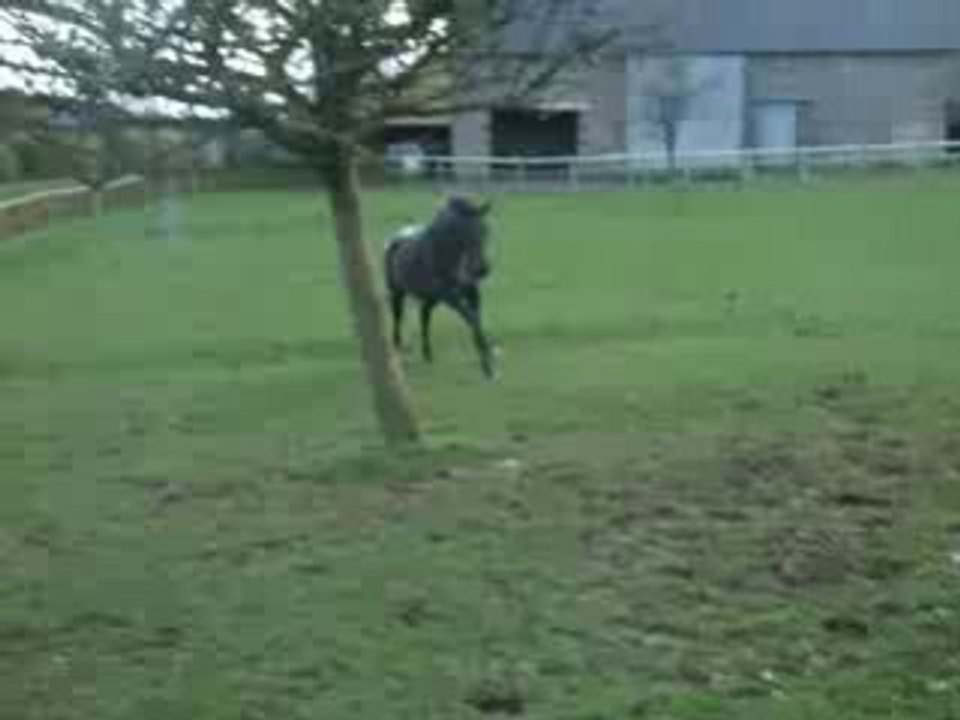 Mélodie  au galop