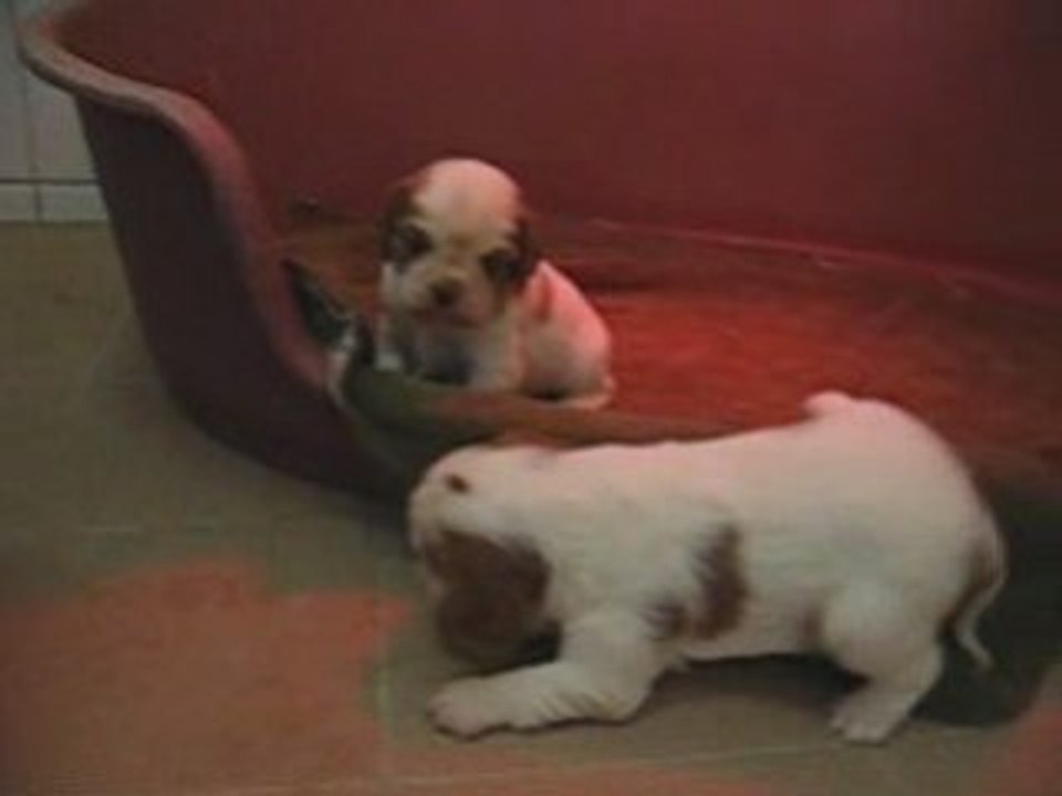 cavalier kings charles