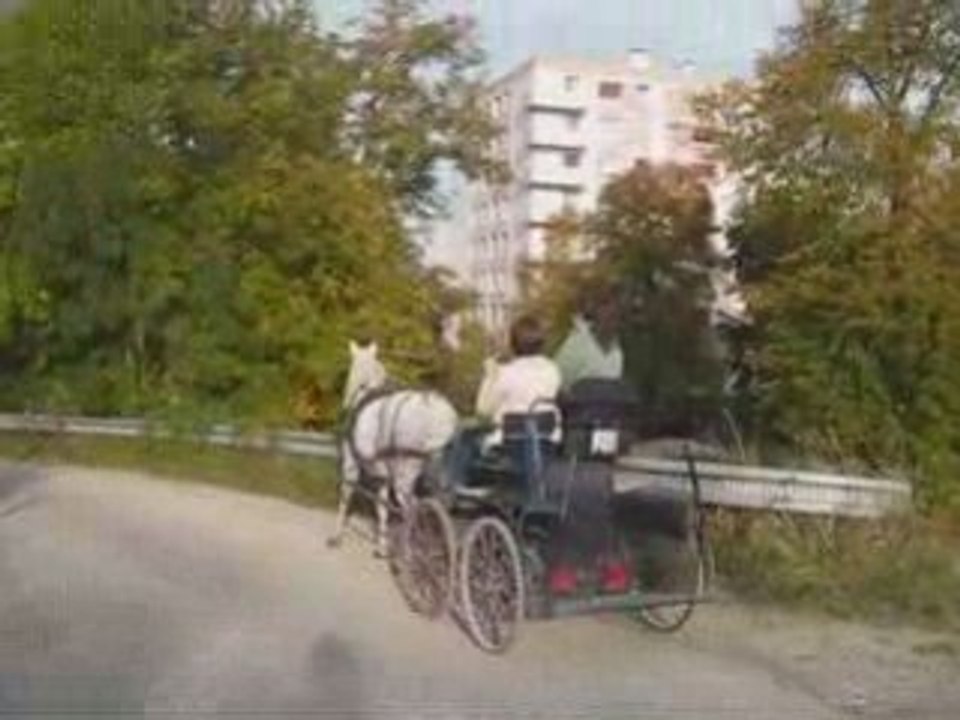 Gringo et Emeline