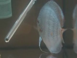 YARIŞMADAKİ EN BÜYÜK DİSCUS