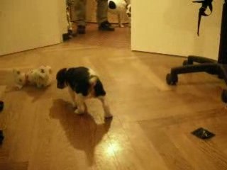 jack russel nés fin aout 2008