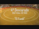 Toros de Miura Pilar2008 - 4º Descarado - El Fundi