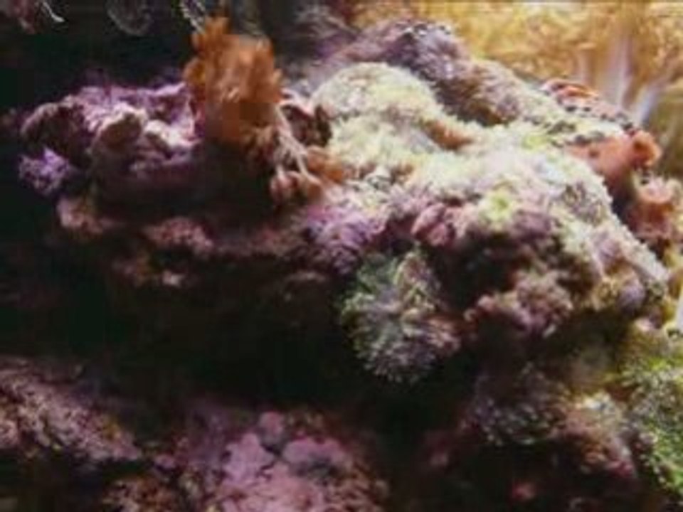 Roches céramiques aquaroche