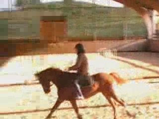 Présentation Rebel de la Domerguie http//:elevage-domerguie.