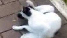 cat biting its tail