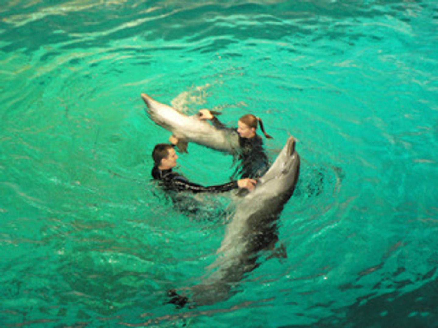 ⁣Программа с дельфинами. Le programme avec les dauphins.