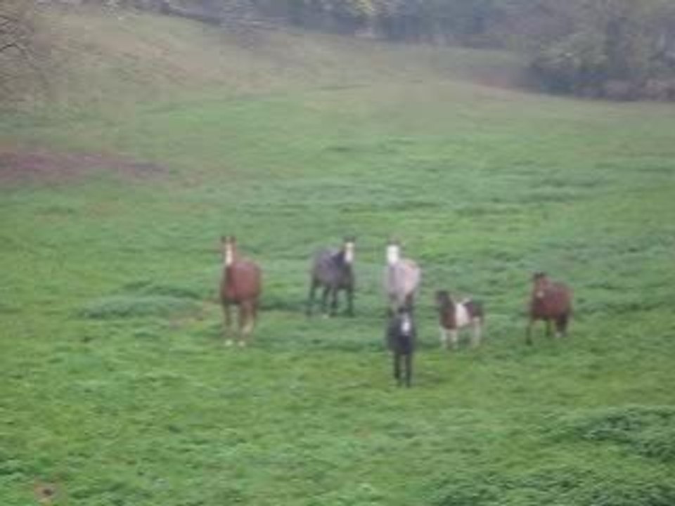 Start up troupeau 31 octobre 2008