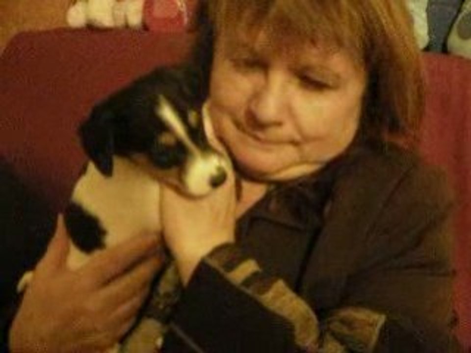 petits jack russell