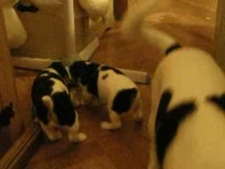 petits jack russell à vienne