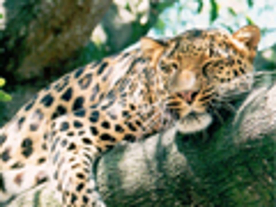 Leopards of Big Cat Rescue