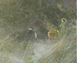 Mesange charbonnière .