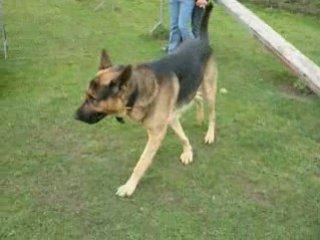 Max (berger allemand)