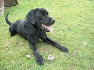 Balou (croisé labrador)