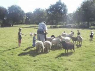 moutons Landes de Bretagne