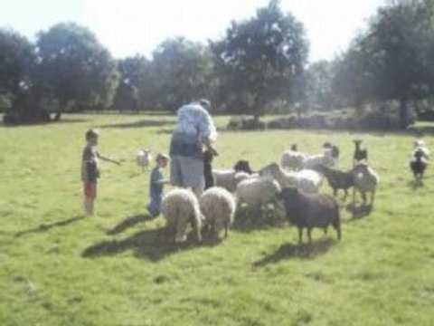 moutons Landes de Bretagne