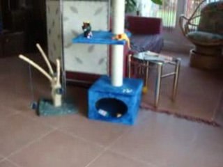 Nouvel arbre à chat!