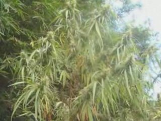 dj dan mixtape ker maron 974