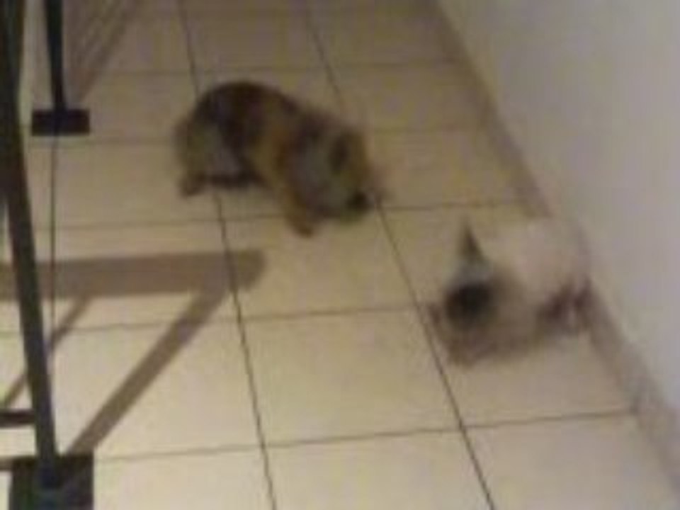 Guizmo et le lapin