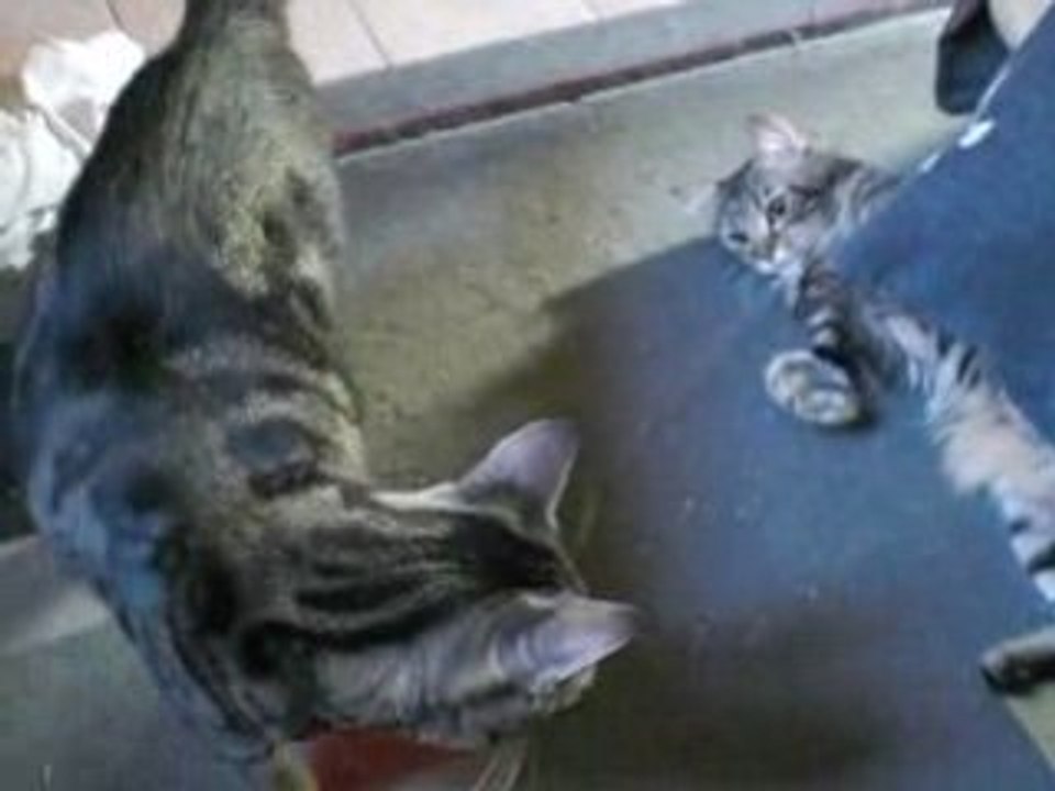 chat wushu