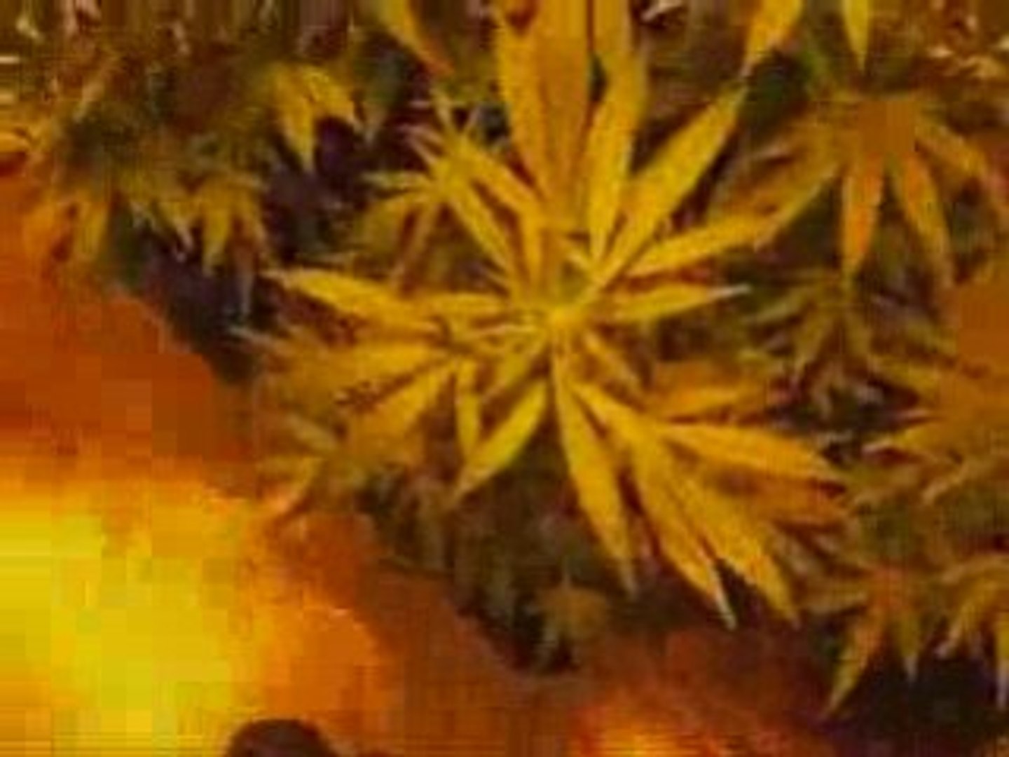 cannabis intérieur
