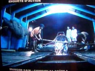 tout sur le poisson panga - part-2