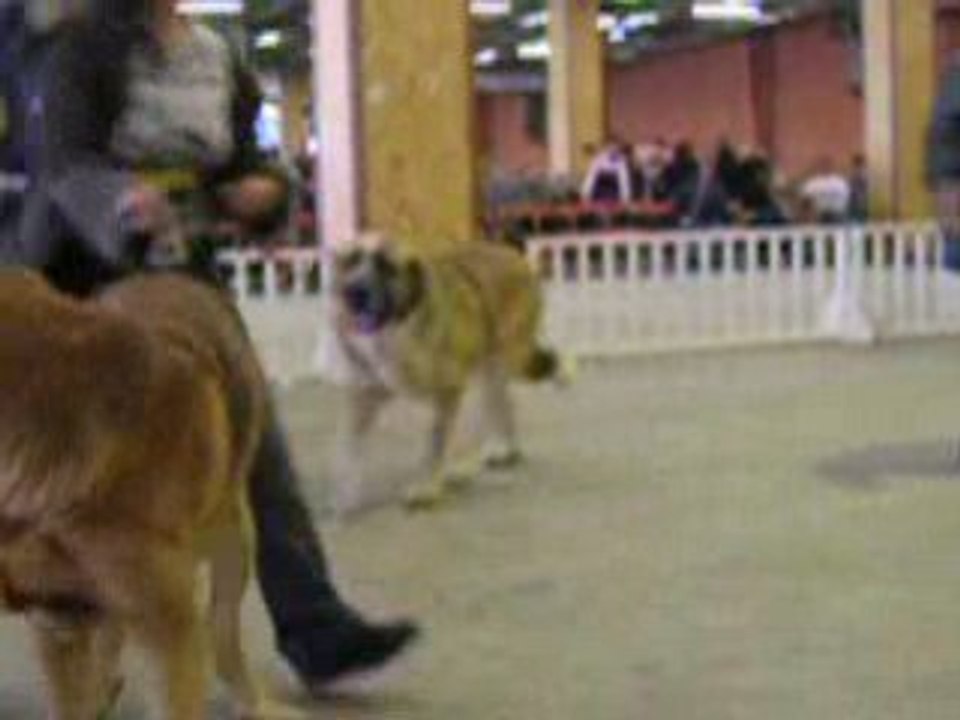 Nantes 26.10.2008 CJM young M