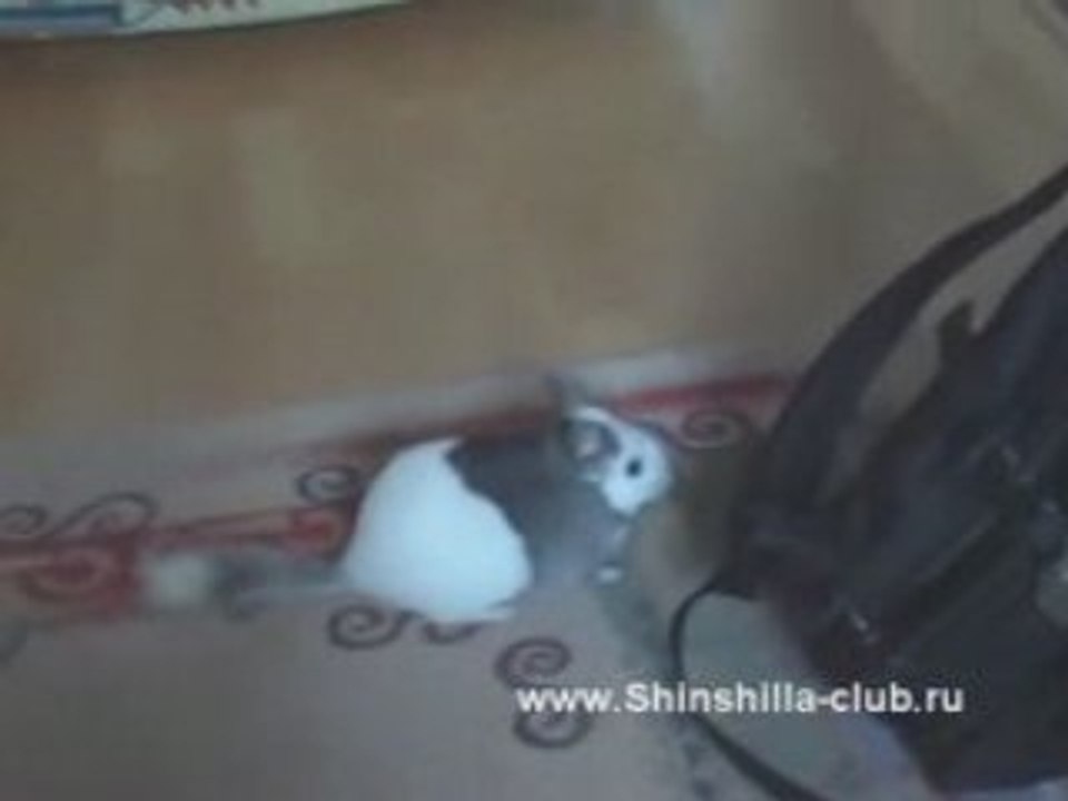 Shinshilla club