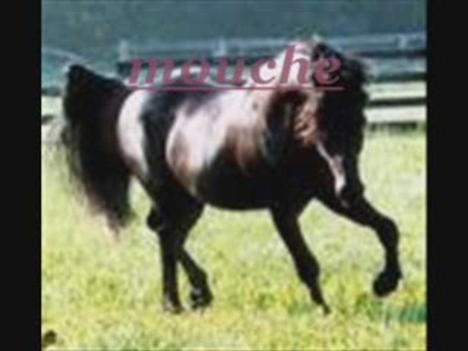 L'histoire des chevaux