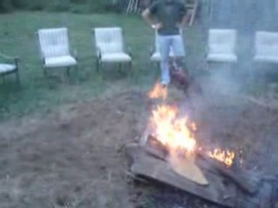 PITT BULL QUI JOUE AVEC LE FEU