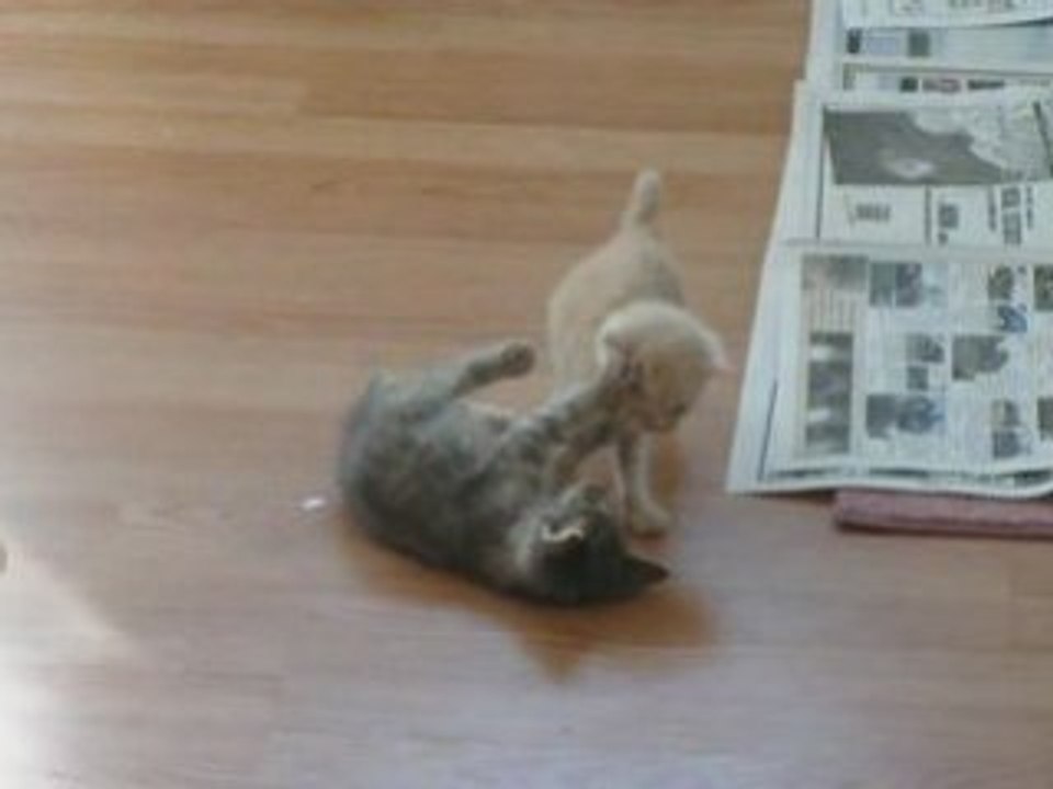 bagarre de chatons