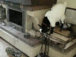 chevre naine