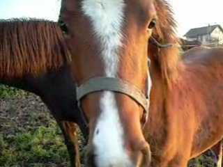 Ma ptite Soraya chez l éleveuse