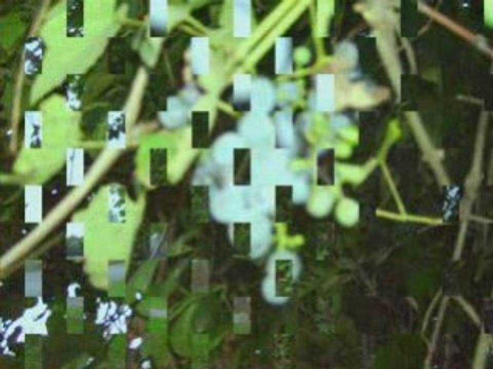 Özyurt Köyü -  Terme  -  Samsun