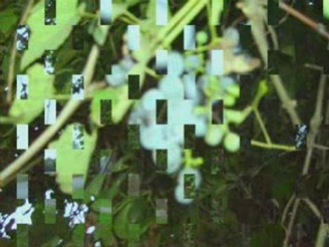 Özyurt Köyü - Terme - Samsun